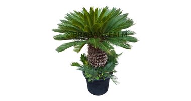 Cycas revoluta