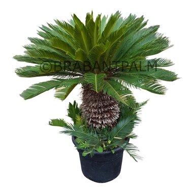 Cycas revoluta