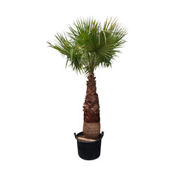 Washingtonia robusta Washingtonia robusta