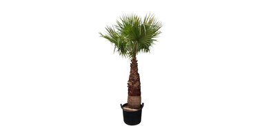 Washingtonia robusta