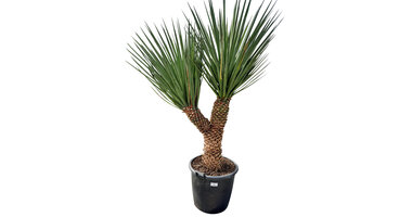 Yucca treculeana