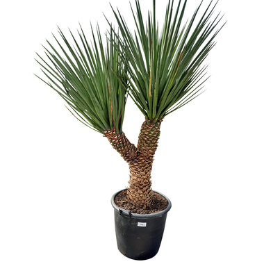 Yucca treculeana