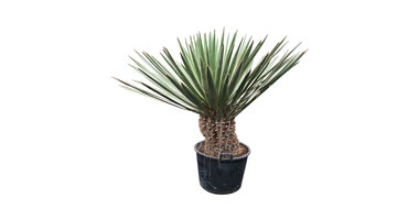 Yucca faxoniana