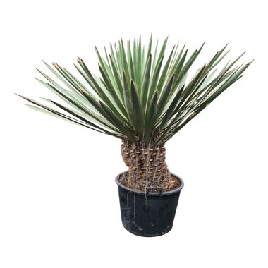 Yucca faxoniana