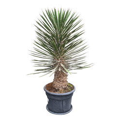 Yucca filifera australis
