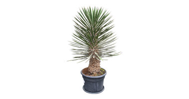 Yucca filifera australis