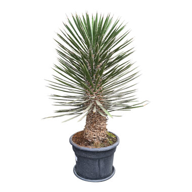 Yucca filifera australis