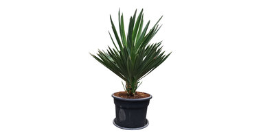 Yucca gloriosa "Lone Star"