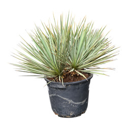 Yucca neomexicana