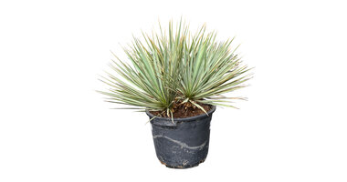 Yucca neomexicana