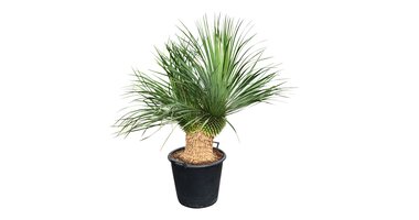 Yucca thompsoniana