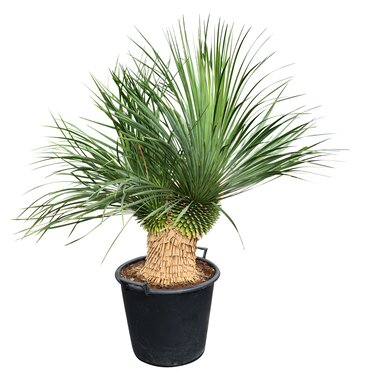 Yucca thompsoniana
