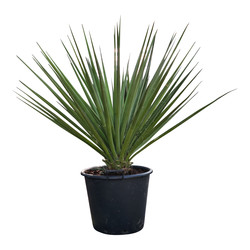 Yucca torreyi