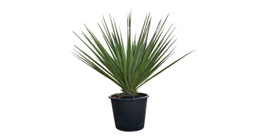 Yucca torreyi