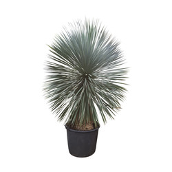 Yucca rostrata "Superior"