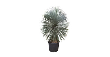 Yucca rostrata "Superior"