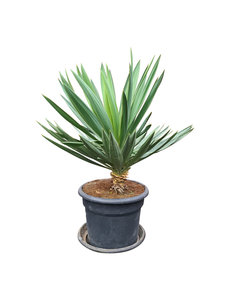  Yucca gloriosa "Lone star" (pot 35 liter)