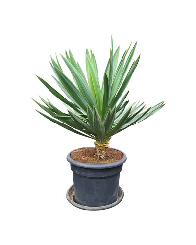 Yucca gloriosa "Lone star" (pot 35 liter)
