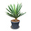 Yucca gloriosa "Lone star" (pot 35 liter)