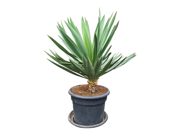 Yucca gloriosa "Lone star" (pot 35 liter)