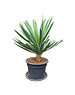 Yucca gloriosa "Lone star" (pot 35 liter)