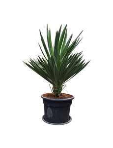  Yucca gloriosa "Lone star" (pot 45 liter)