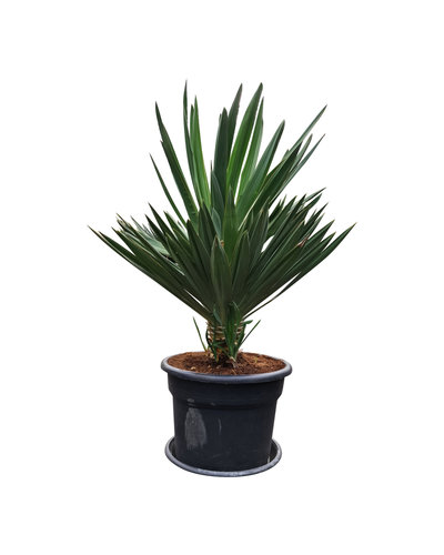 Yucca gloriosa "Lone star" (pot 45 liter)