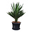 Yucca gloriosa "Lone star" (pot 45 liter)