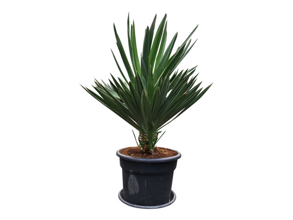 Yucca gloriosa "Lone star" (pot 45 liter)