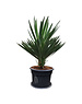  Yucca gloriosa "Lone star" (pot 45 liter)