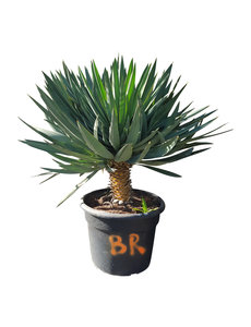  Yucca gloriosa "Lone star" (pot 65 liter)