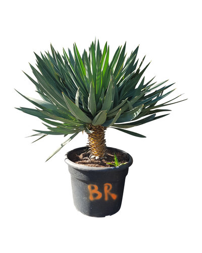 Yucca gloriosa "Lone star" (pot 65 liter)