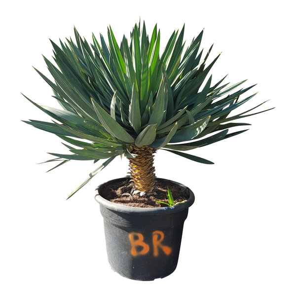 Yucca gloriosa "Lone star" (pot 65 liter)