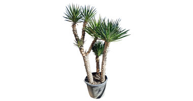 Yucca aloifolia