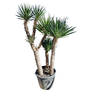 Yucca aloifolia