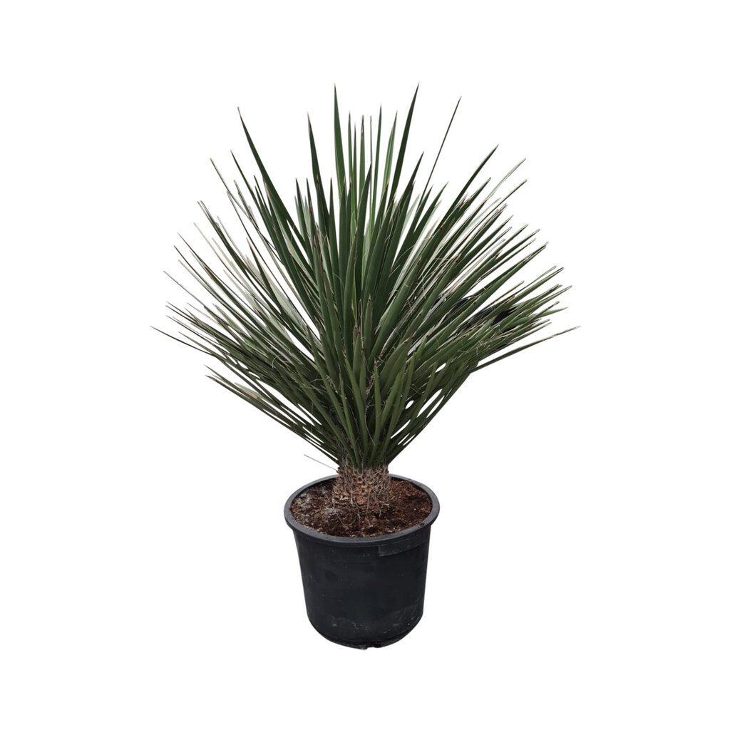 Yucca potosina 120 cm