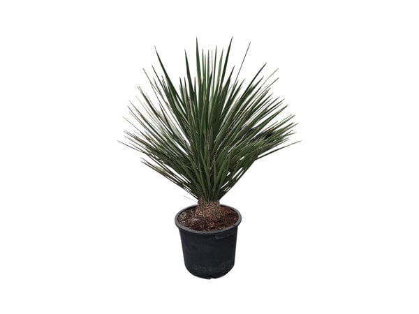 Yucca potosina 120 cm