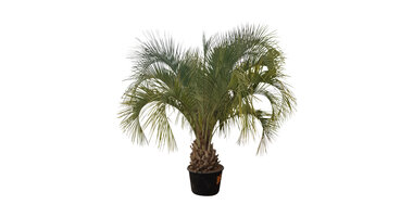 Butia capitata