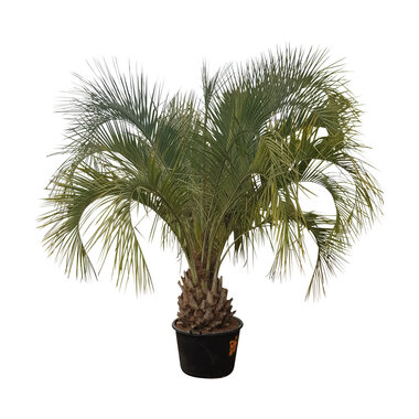 Butia capitata