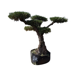 Olijfboom assortiment