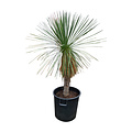 Yucca linearifolia (YLS-4)