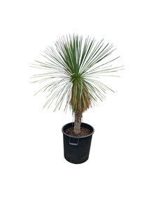 Yucca linearifolia (YLS-4)