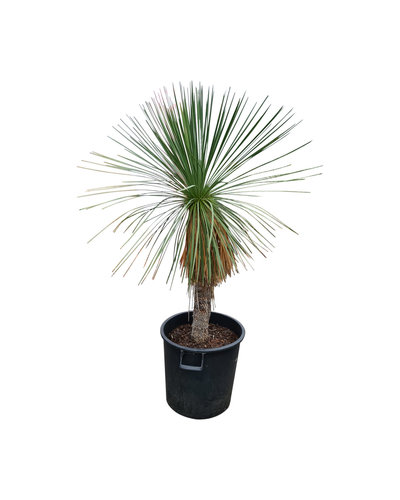 Yucca linearifolia (YLS-4)