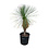 Yucca linearifolia (YLS-4)
