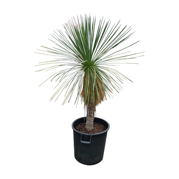 Yucca linearifolia (YLS-4)