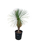  Yucca linearifolia (YLS-4)