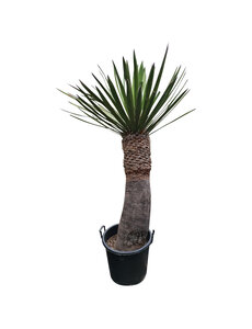 Yucca faxoniana (NO:4)
