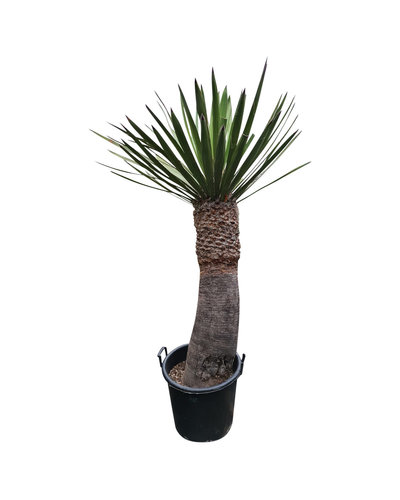  Yucca faxoniana (NO:4)