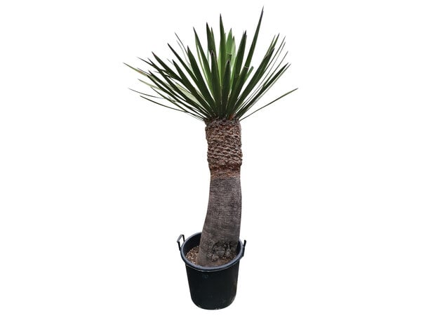 Yucca faxoniana (NO:4)