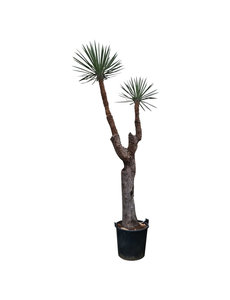 Yucca filifera "Multihead" (YFM-1)